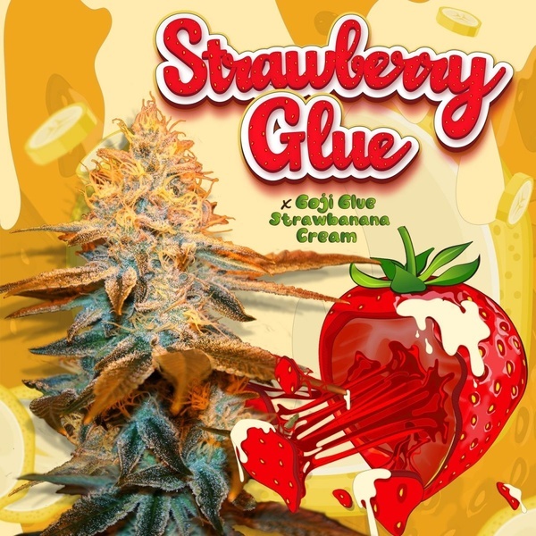 Strawberry Glue (T.H.Seeds) Feminizada