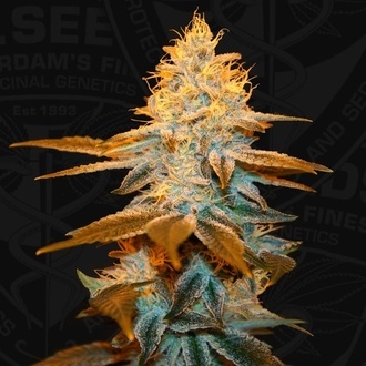 Strawberry Glue (T.H.Seeds) Feminizada