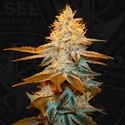 Strawberry Glue (T.H.Seeds) Feminizada