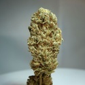 Strawberry Glue (T.H.Seeds) Feminizada