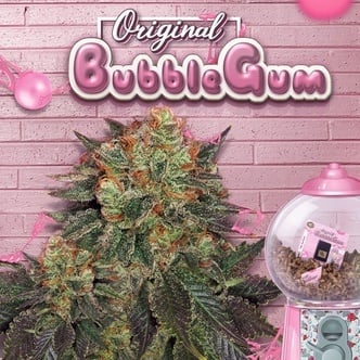 Bubblegum (T.H.Seeds) feminizada