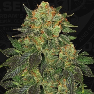 Bubblegum (T.H. Seeds) feminizada