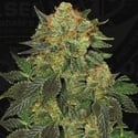 Bubblegum (T.H. Seeds) feminizada