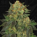 Bubblegum (T.H. Seeds) Feminizada