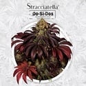 Stracciatella (T.H.Seeds) feminizada