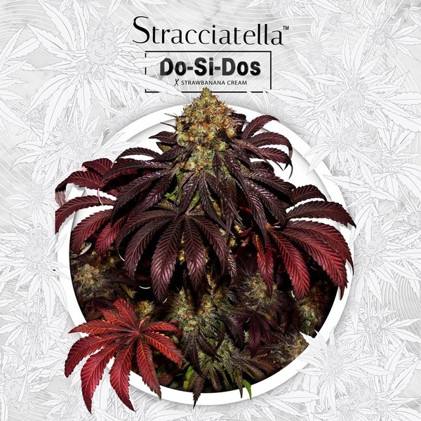 Stracciatella (T.H.Seeds) Feminizada