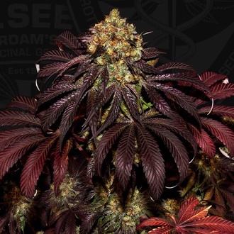 Stracciatella (T.H.Seeds) feminizada