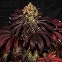 Stracciatella (T.H.Seeds) feminizada