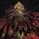 Stracciatella (T.H.Seeds) Feminizada