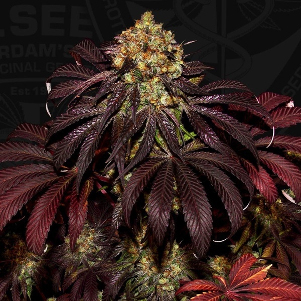 Stracciatella (T.H.Seeds) Feminizada