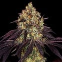 Stracciatella (T.H.Seeds) feminizada