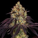 Stracciatella (T.H.Seeds) Feminizada