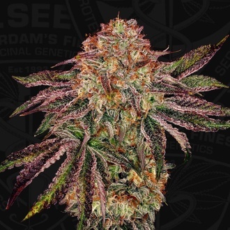 BubbleGummieZ (T.H. Seeds) Feminizada