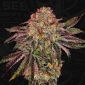 BubbleGummieZ (T.H. Seeds) Feminizada
