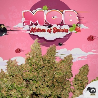 MOB (T.H. Seeds) Feminizada