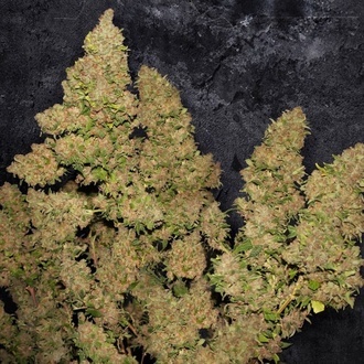 MOB (T.H. Seeds) Feminizada