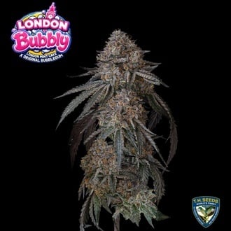 London Bubbly (T.H.Seeds) Feminizada