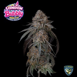 London Bubbly (T.H.Seeds) Feminizada