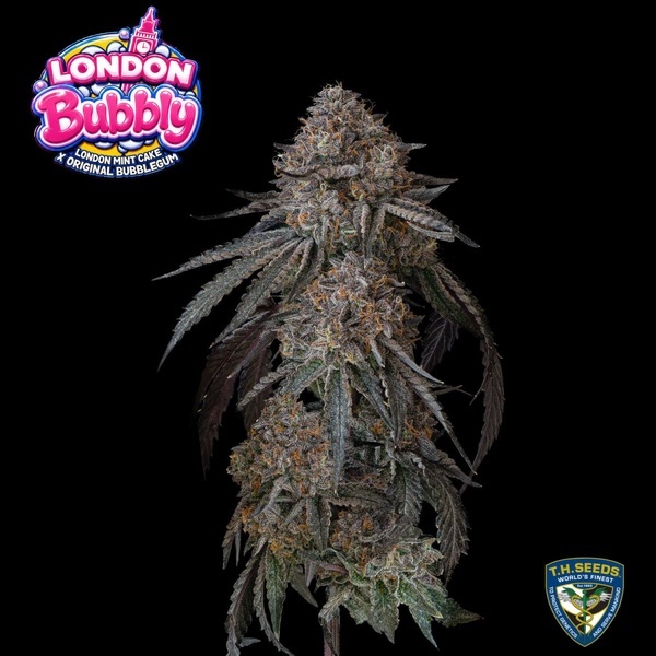 London Bubbly (T.H.Seeds) Feminizada