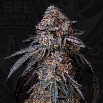 London Bubbly (T.H.Seeds) Feminizada