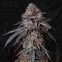 London Bubbly (T.H.Seeds) Feminizada