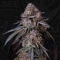 London Bubbly (T.H.Seeds) Feminizada