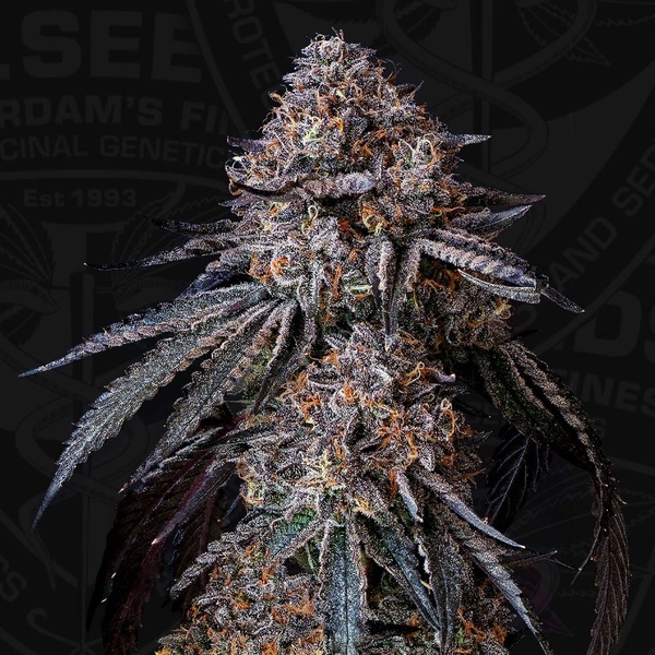 London Bubbly (T.H.Seeds) Feminizada
