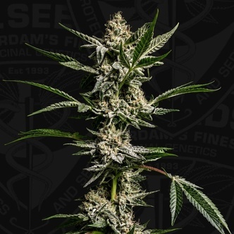 FireGum (T.H.Seeds) feminizada