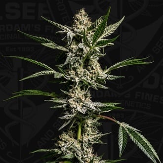 FireGum (T.H.Seeds) Feminizada