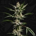 FireGum (T.H.Seeds) Feminizada