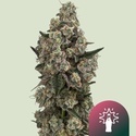 Supersoda F1 (Royal Queen Seeds) Feminizada