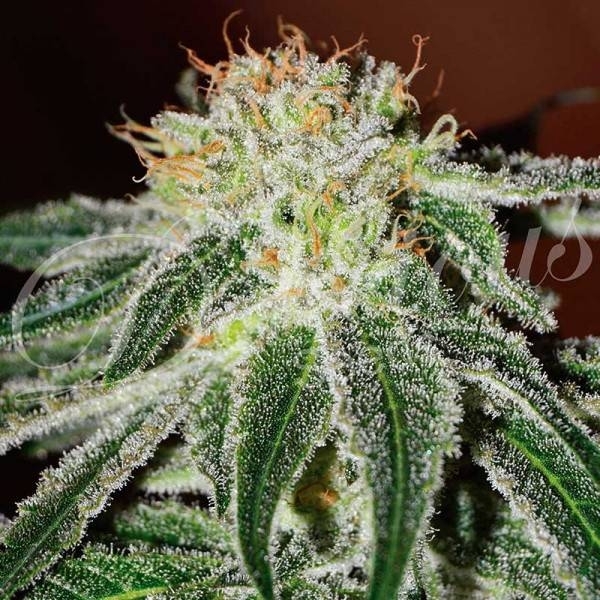 Black Russian (Delicious Seeds) Feminizada