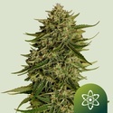 Quantum Terp F1 Auto (Royal Queen Seeds) Feminizada