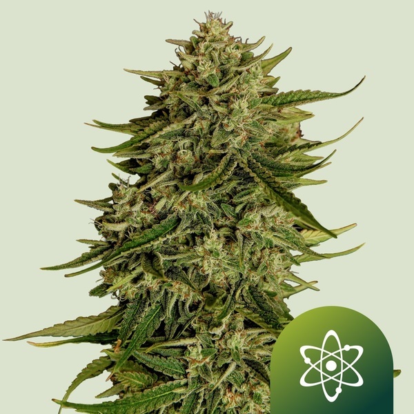 Quantum Terp F1 Auto (Royal Queen Seeds) Feminizada