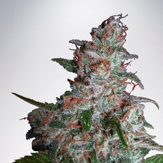Northern Lights MOC (Ministério da Cannabis) feminizada