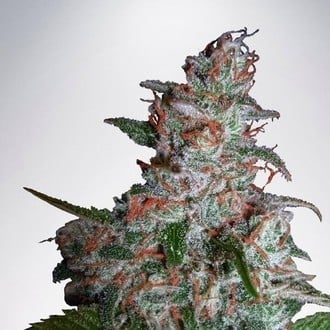 Northern Lights MOC (Ministério da Cannabis) feminizada