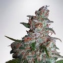 Northern Lights MOC (Ministério da Cannabis) feminizada