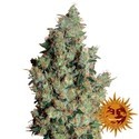 Tangerine Dream (Barney's Farm) Feminizada