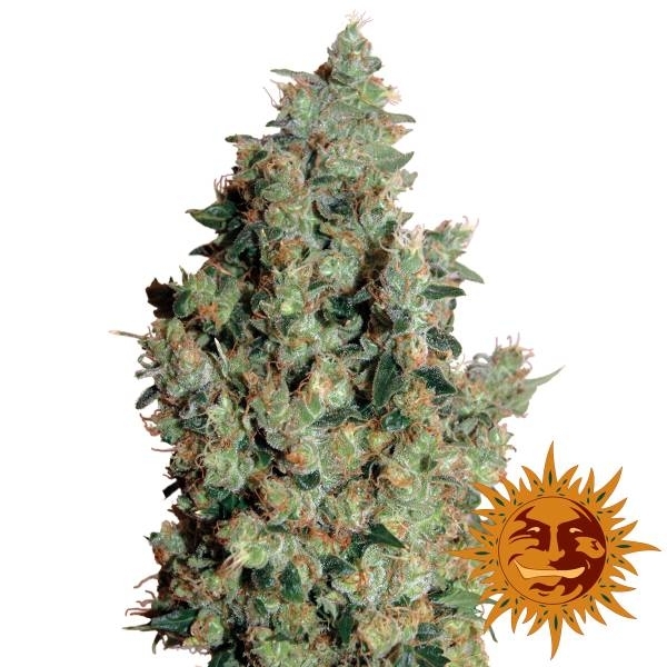 Tangerine Dream (Barney's Farm) Feminizada