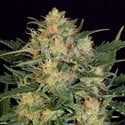 White Russian Autoflorescente (Serious Seeds) Feminizada