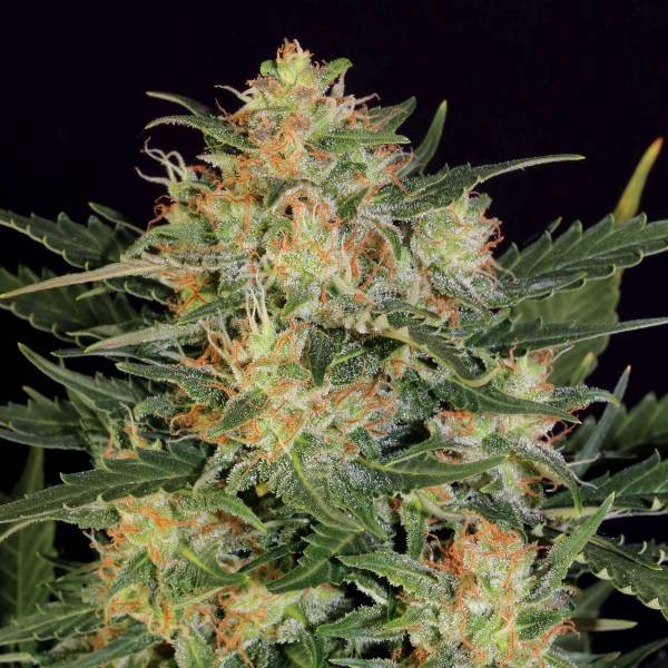 White Russian Autoflorescente (Serious Seeds) Feminizada