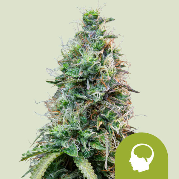 Amnesia Haze Autoflorescente (Royal Queen Seeds) feminizada