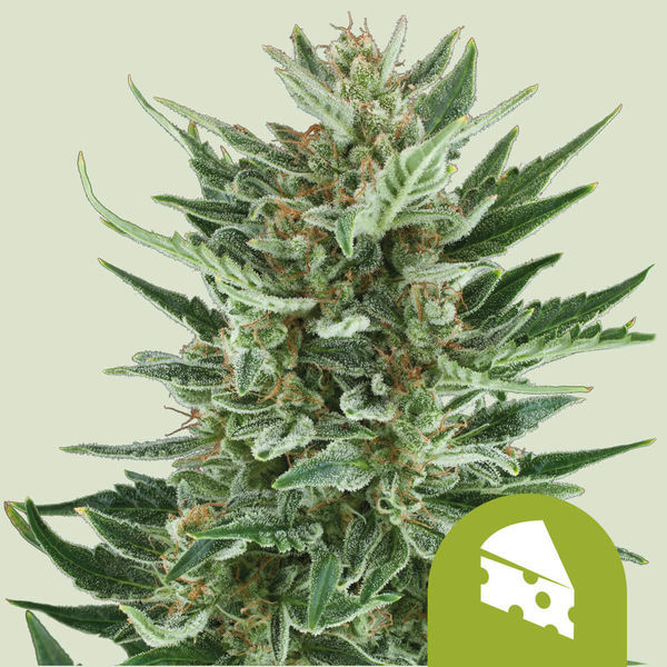 Royal Cheese Autoflower (Royal Queen Seeds) feminizada