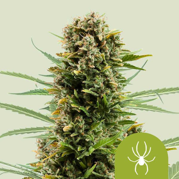 White Widow Autoflorescente (Royal Queen Seeds) feminizada