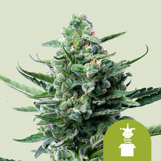 Royal Jack Automática (Royal Queen Seeds) feminizada