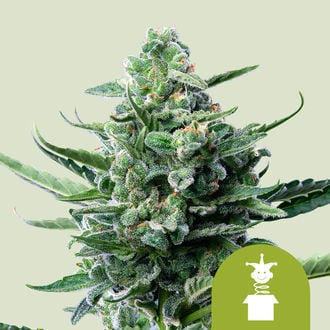Royal Jack Autoflower (Royal Queen Seeds) feminizada