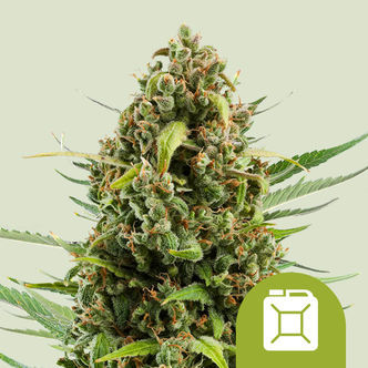 Diesel Autoflorecente (Royal Queen Seeds) feminizada