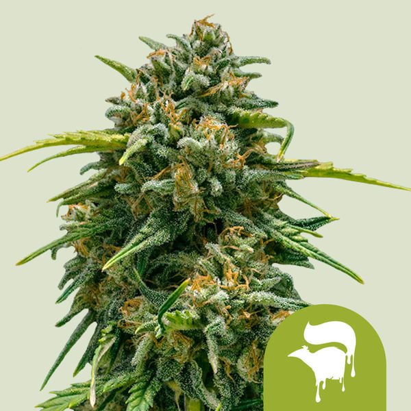 Sweet Skunk Autoflower (Royal Queen Seeds) feminizada