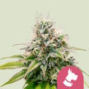 Kali Dog (Royal Queen Seeds) feminizada