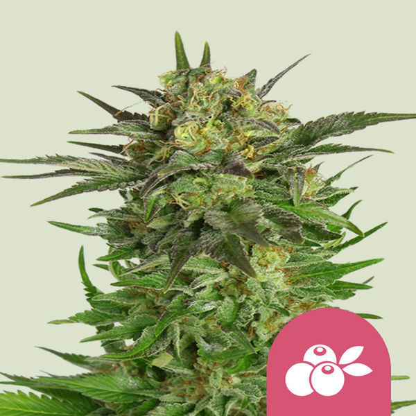 Haze Berry (Royal Queen Seeds) feminizada